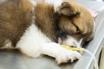 illness puppy with intravenous drip