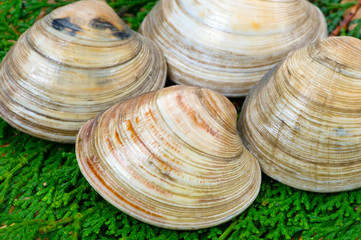 大アサリ-Mercenaria mercenaria