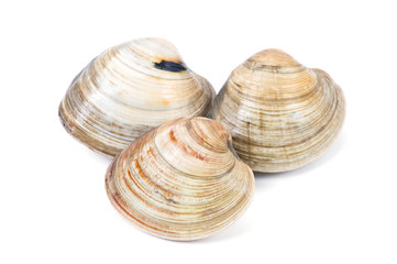 大アサリ-Mercenaria mercenaria