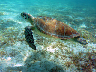 Tartaruga marina © Franco Caruzzo