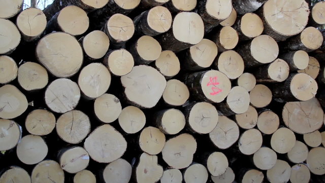 Freshly cut logs neatly piled