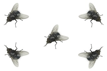 Flies