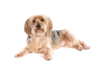 Yorkshire Terrier dog on a white background
