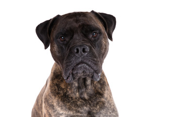 Obraz premium Bullmastiff dog on a white background