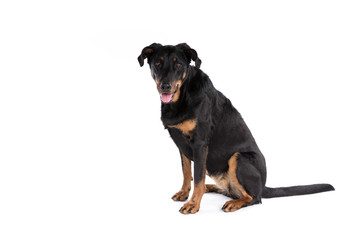 Beauceron dog on a white background