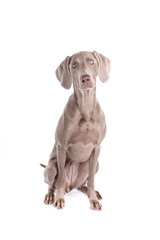 Weimaraner dog on a white background
