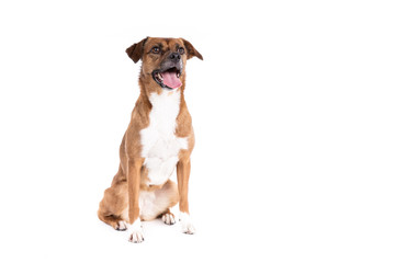 Mixed breed dog on a white background