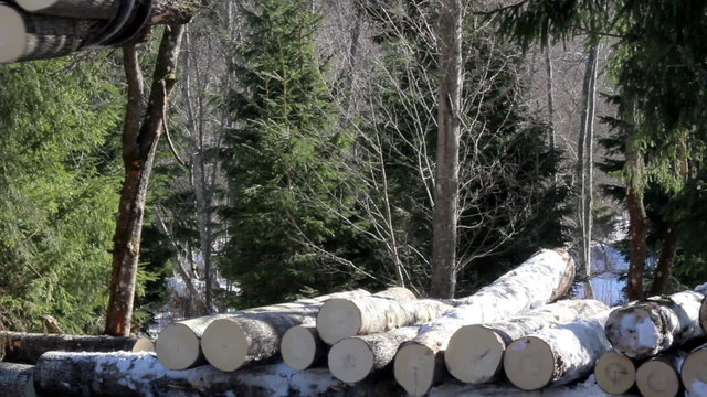 Three more medium sized logs added to the pile of logs