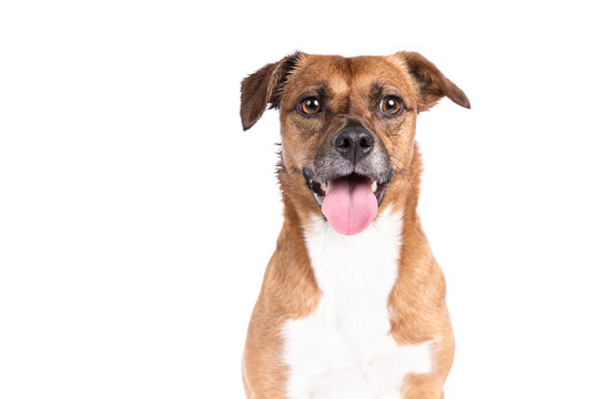 Mixed Breed Dog On A White Background