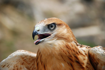 Falcon