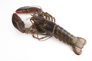 Common Lobster