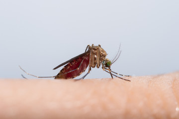 Mosquito sucking blood