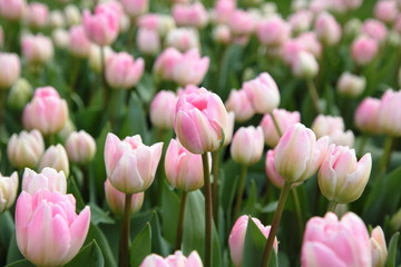 Field of pink tulips