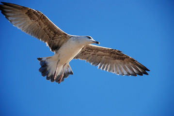 Beautiful seagull
