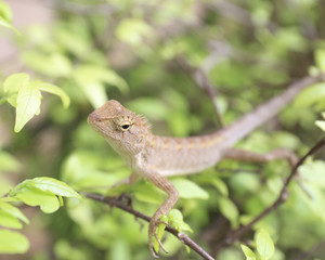 Close-up chameleon in the tropical forests of Thailand.