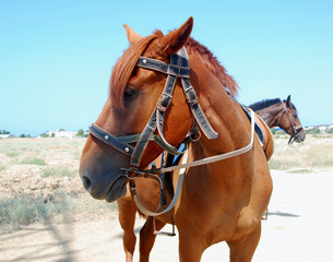 Obraz premium Horse