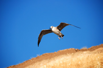 Beautiful seagull