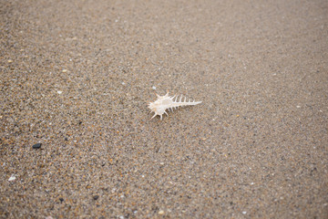 砂浜と貝殻