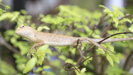 Close-up chameleon in the tropical forests of Thailand.