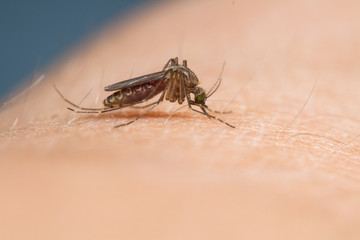 mosquito