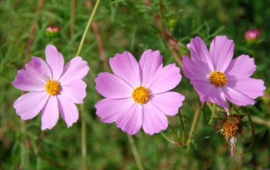 Pink daisies