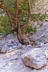 Rocky soil of Samaria gorge