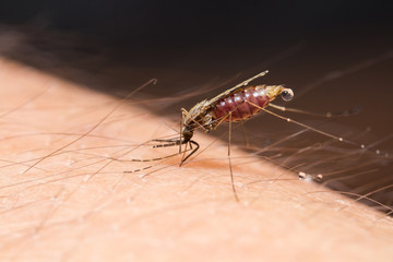 Mosquito sucking blood