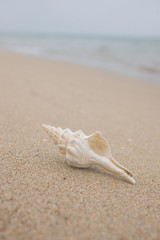 砂浜と貝殻