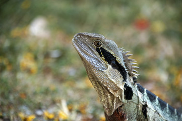 Eastern Water Dragon Lizard