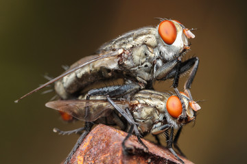 fly macro