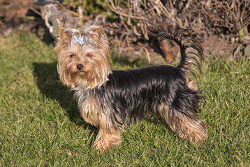 Ines yorkshire terrier