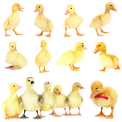 Little ducklings isolated on white