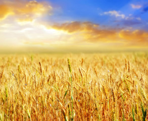 Naklejka premium wheat and sky