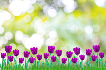 Obraz na płótnie Canvas flowers Tulip