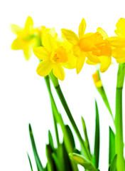 narcissus  isolated on white