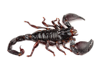 Emperor Scorpion (Pandinus imperator) isolated on white