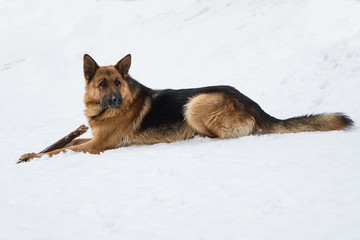 german shepherd chewing a stick