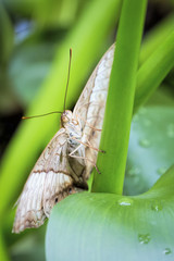 Tropischer Schmetterling (Parthenos sylvia)