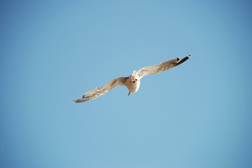 Beautiful seagull