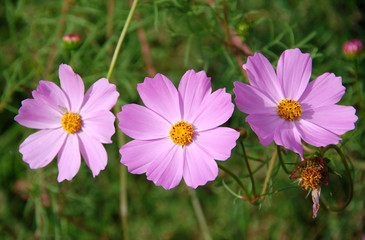 Obraz premium Pink daisies