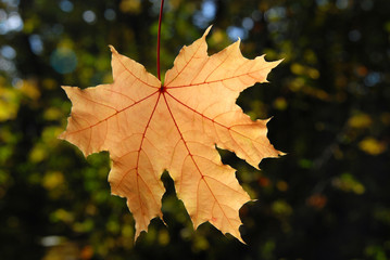 Maple leaf