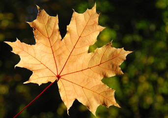 Maple leaf