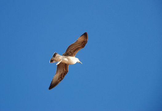 Beautiful seagull