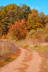 Fototapeta premium Yellow trees