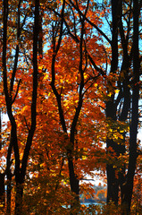 Yellow trees