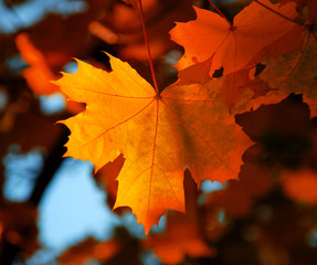 Maple leaf