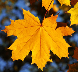 Maple leaf