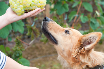 Basque sheepherd dog smelling some grapes - 62061060