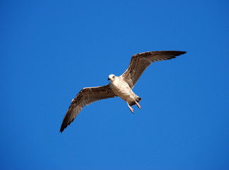 Beautiful seagull