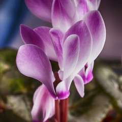 Cyclamen